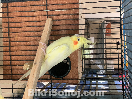 Lutino Cockatiel Red Eye